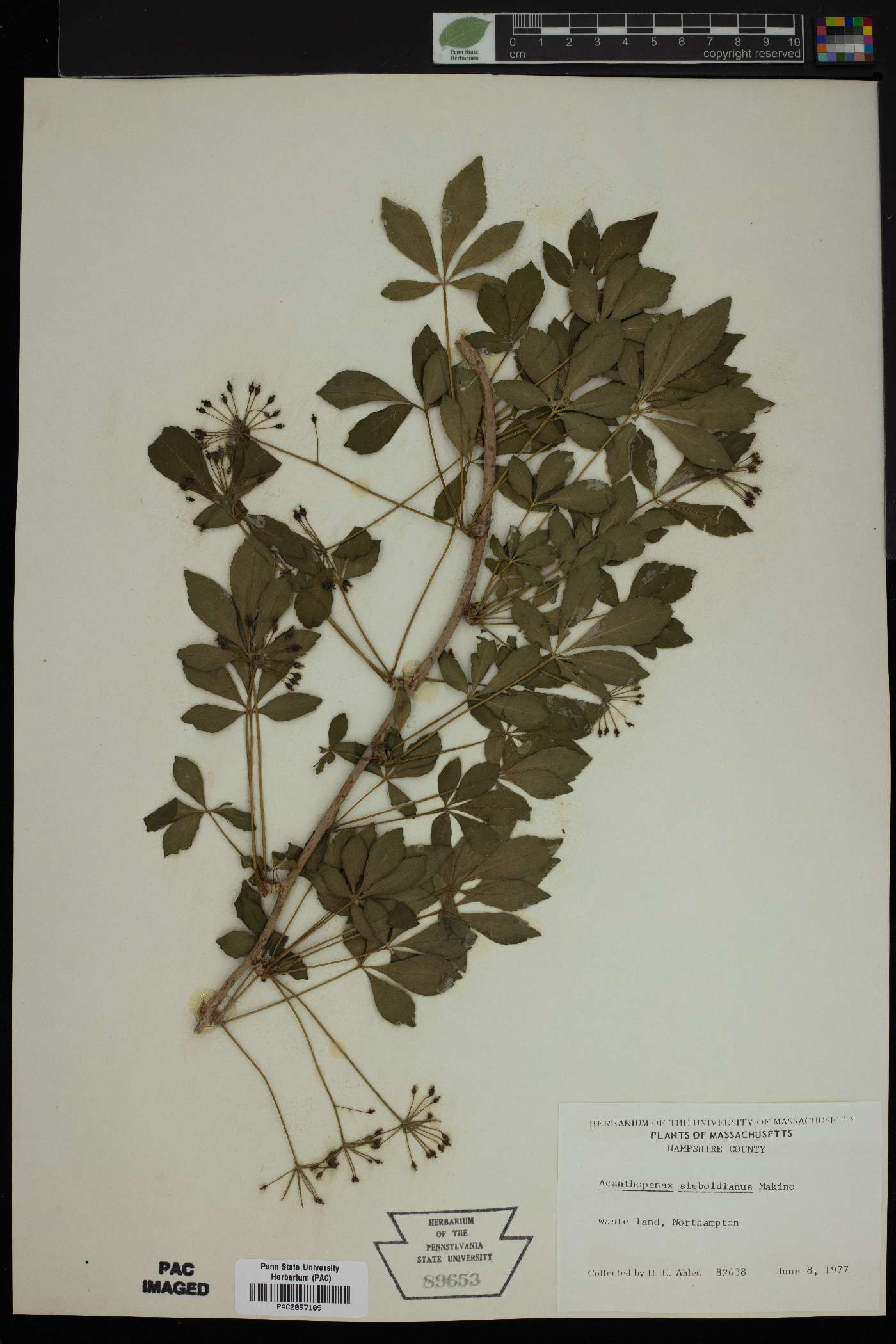 Acanthopanax sieboldianus image