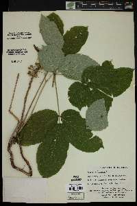 Aralia nudicaulis image