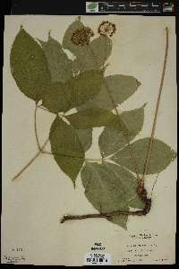 Aralia nudicaulis image