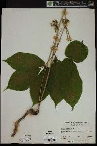 Aralia nudicaulis image