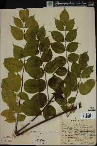 Aralia spinosa image