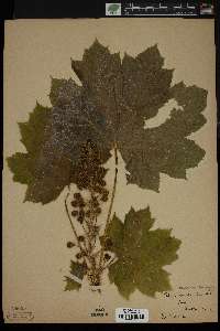 Oplopanax horridus image