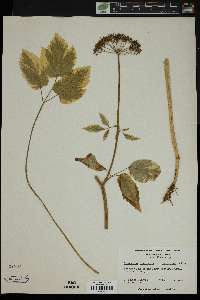 Aegopodium podagraria var. variegatum image