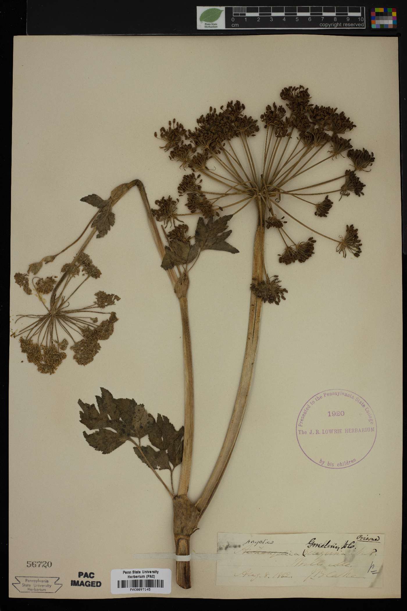 Angelica gmelinii image