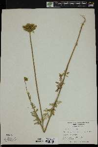 Daucus pusillus image