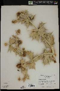 Eryngium maritimum image