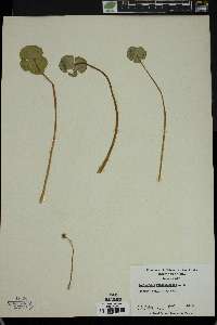 Hydrocotyle ranunculoides image