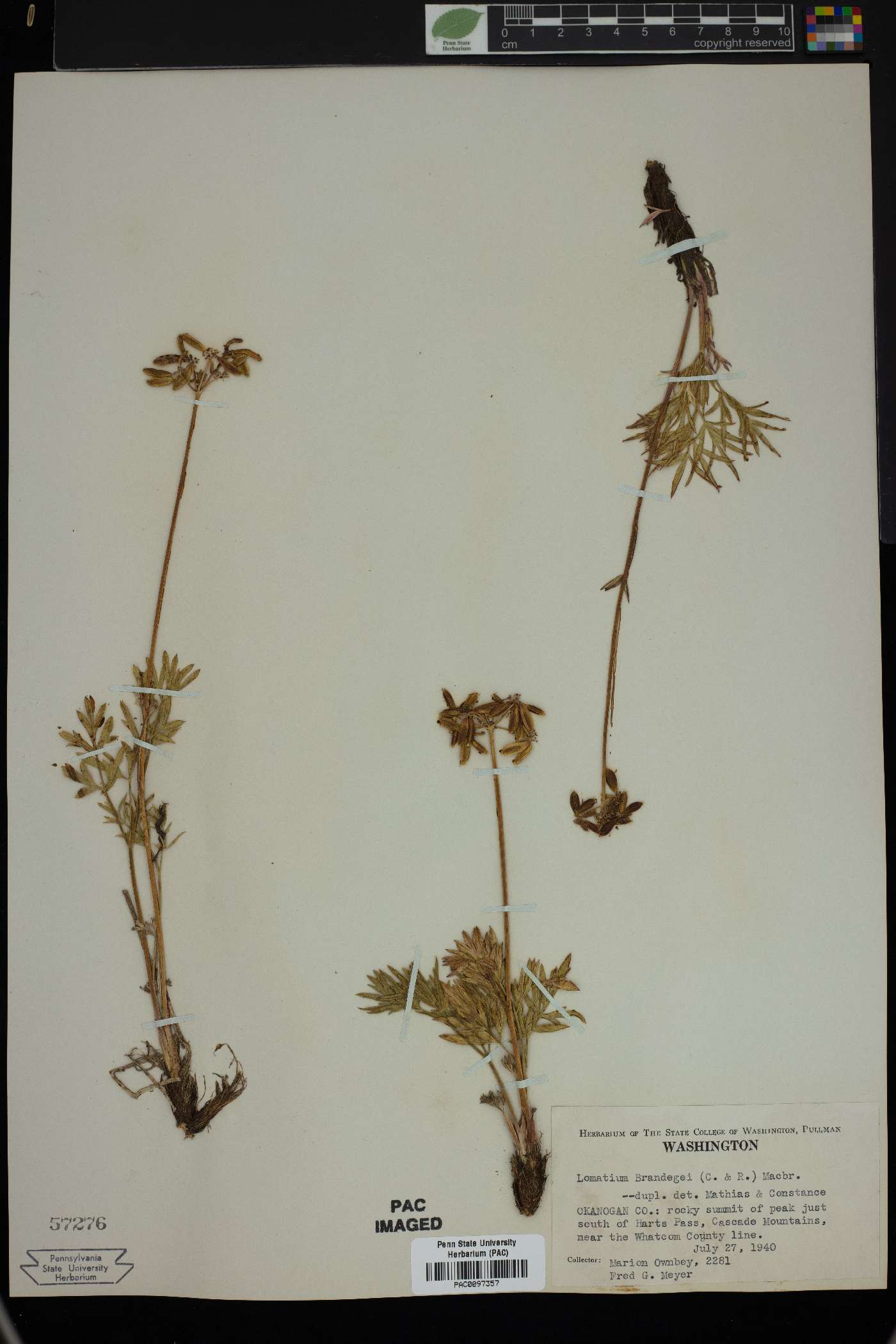 Lomatium brandegeei image