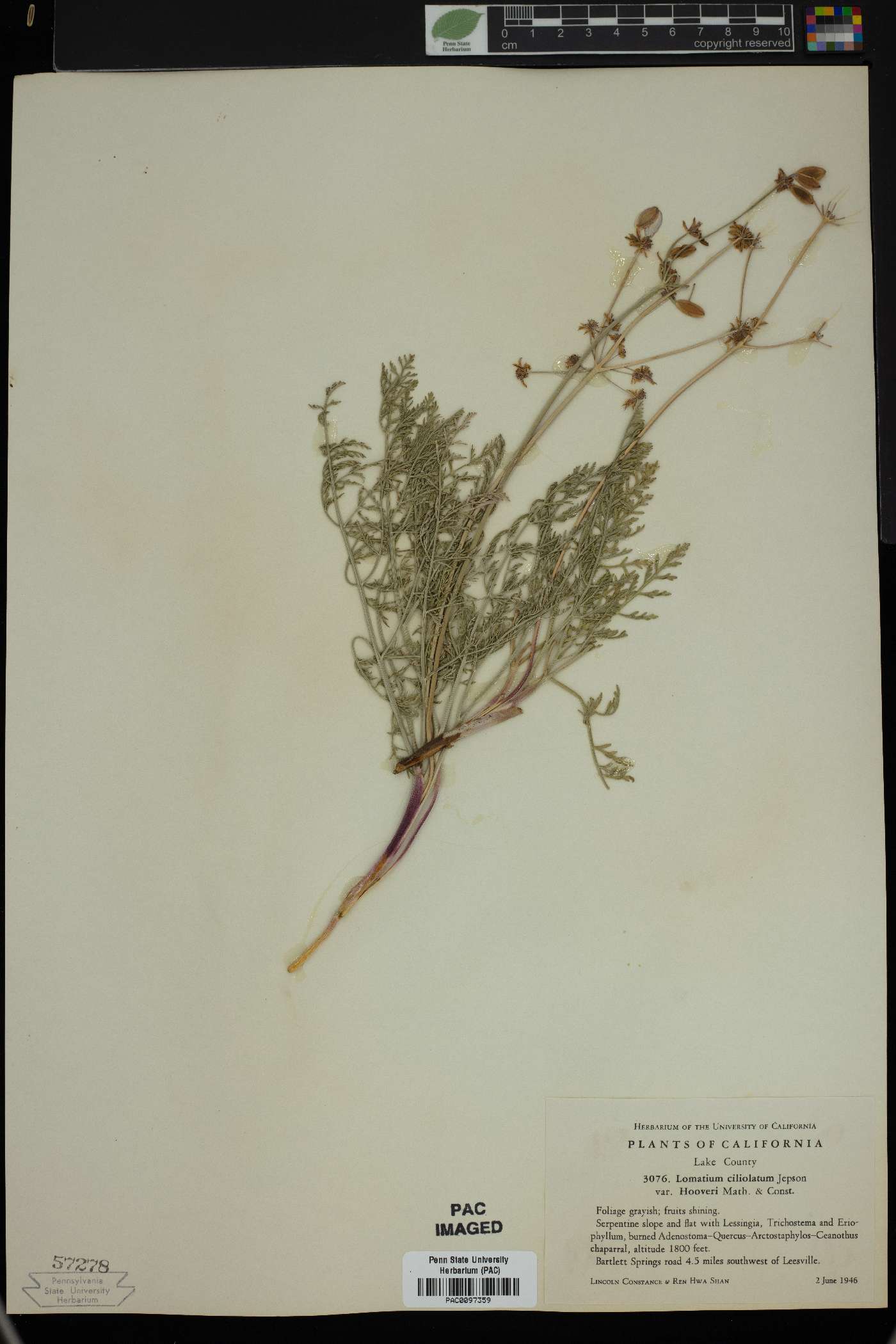 Lomatium ciliolatum var. hooveri image