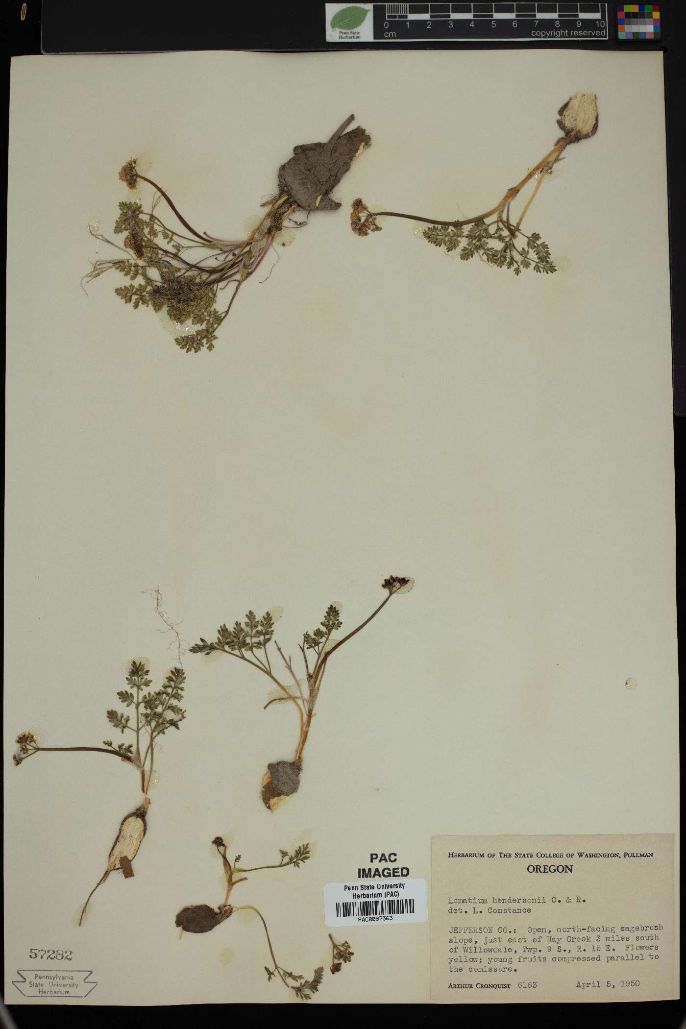 Lomatium hendersonii image