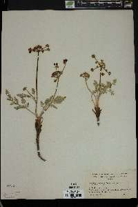 Lomatium nevadense image