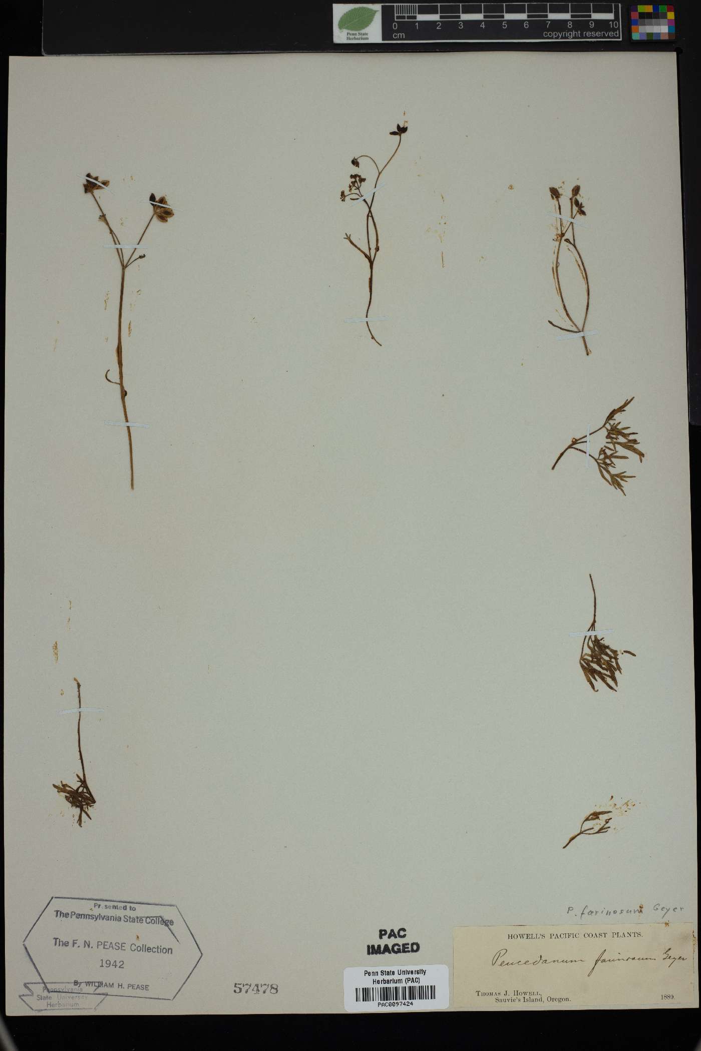 Peucedanum farinosum image