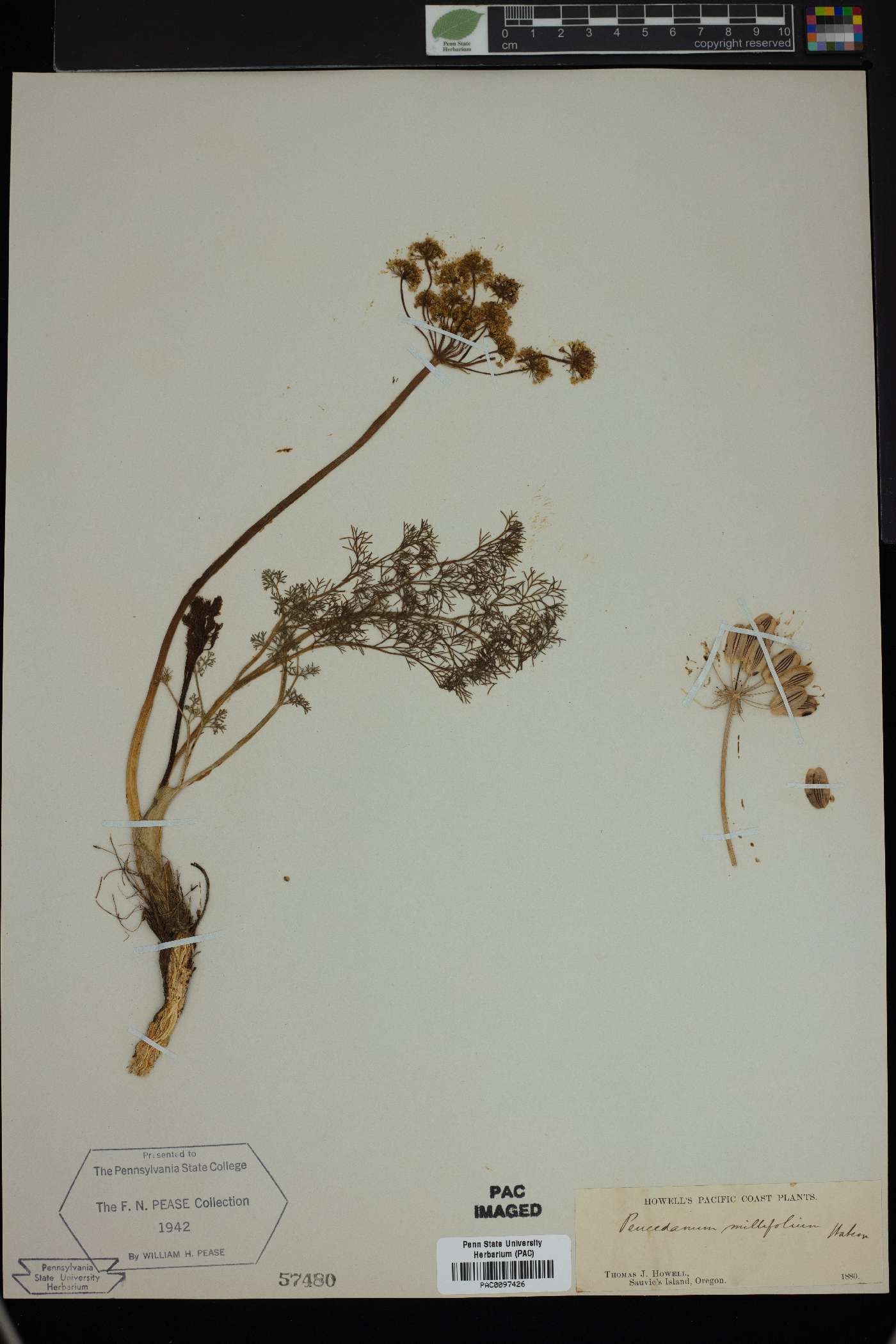 Peucedanum millefolium image