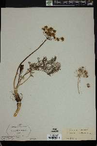 Peucedanum millefolium image