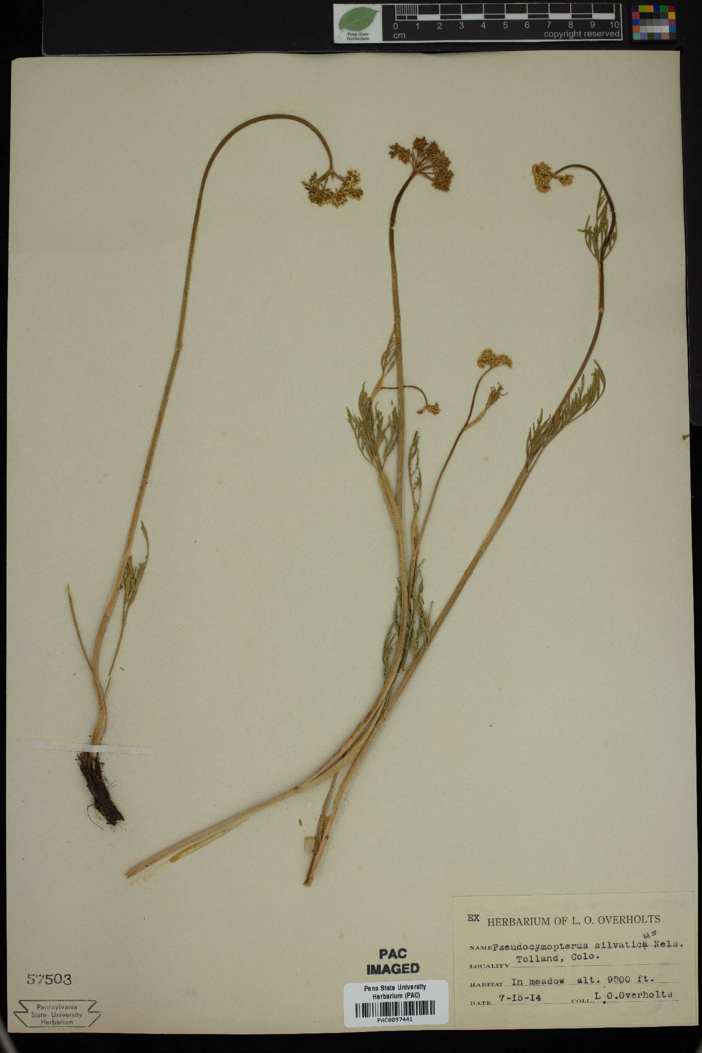 Pseudocymopterus sylvaticus image