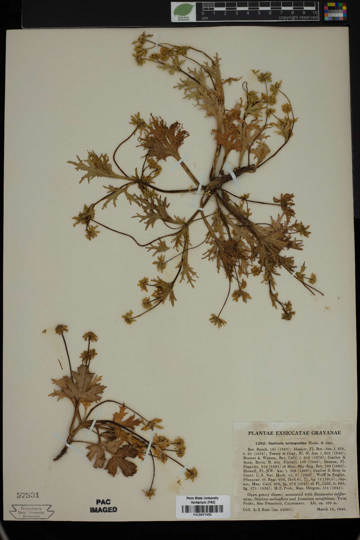 Sanicula arctopoides image