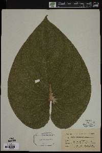 Piper smilacifolium image