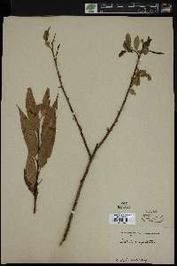 Salix tetrasperma image