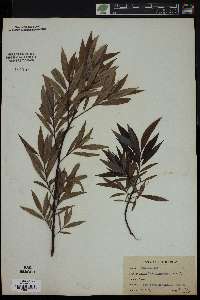 Salix cordata image