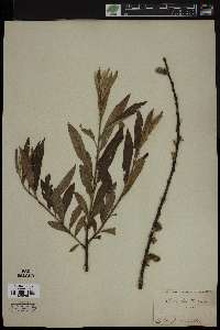 Salix smithiana image