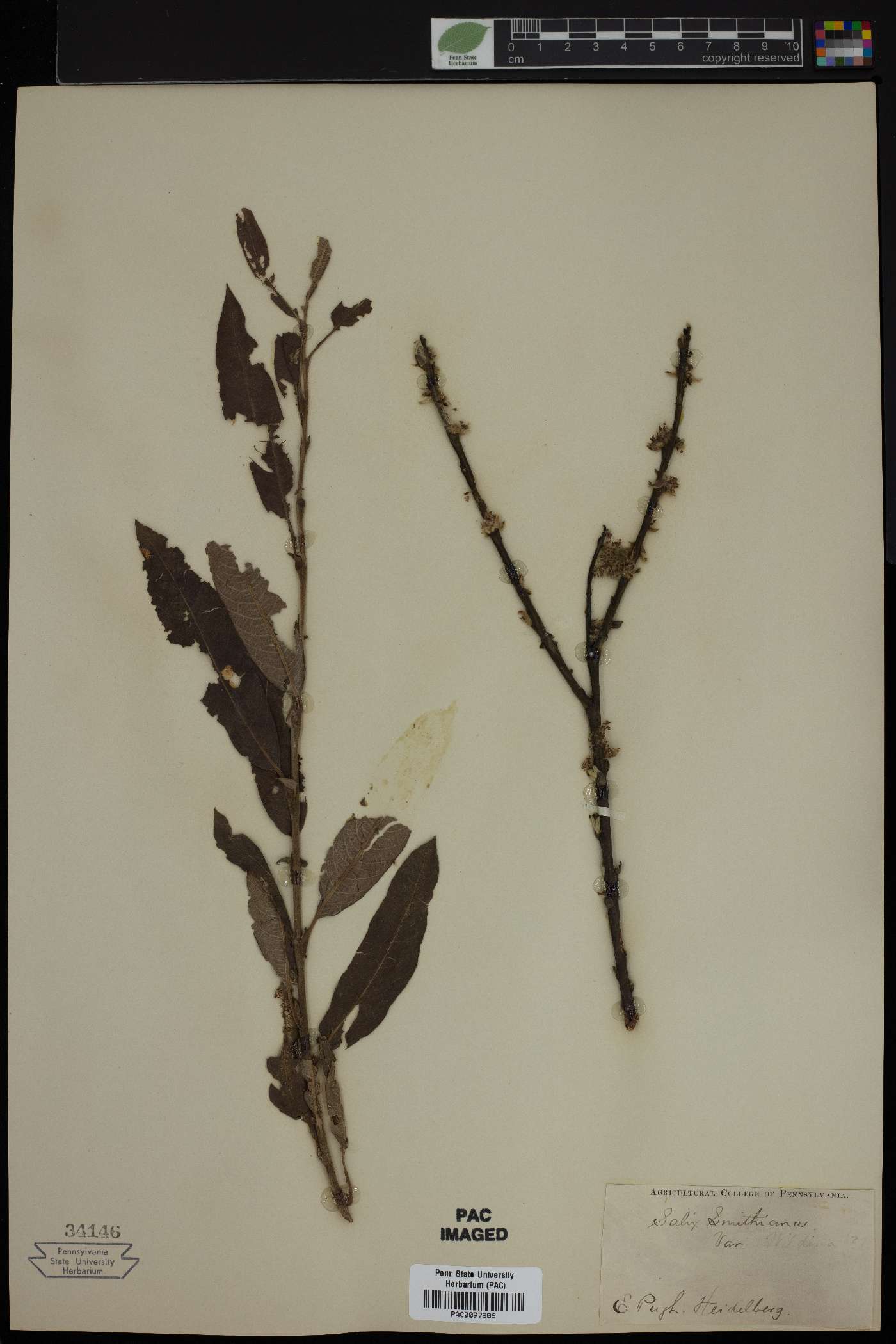 Salix smithiana image