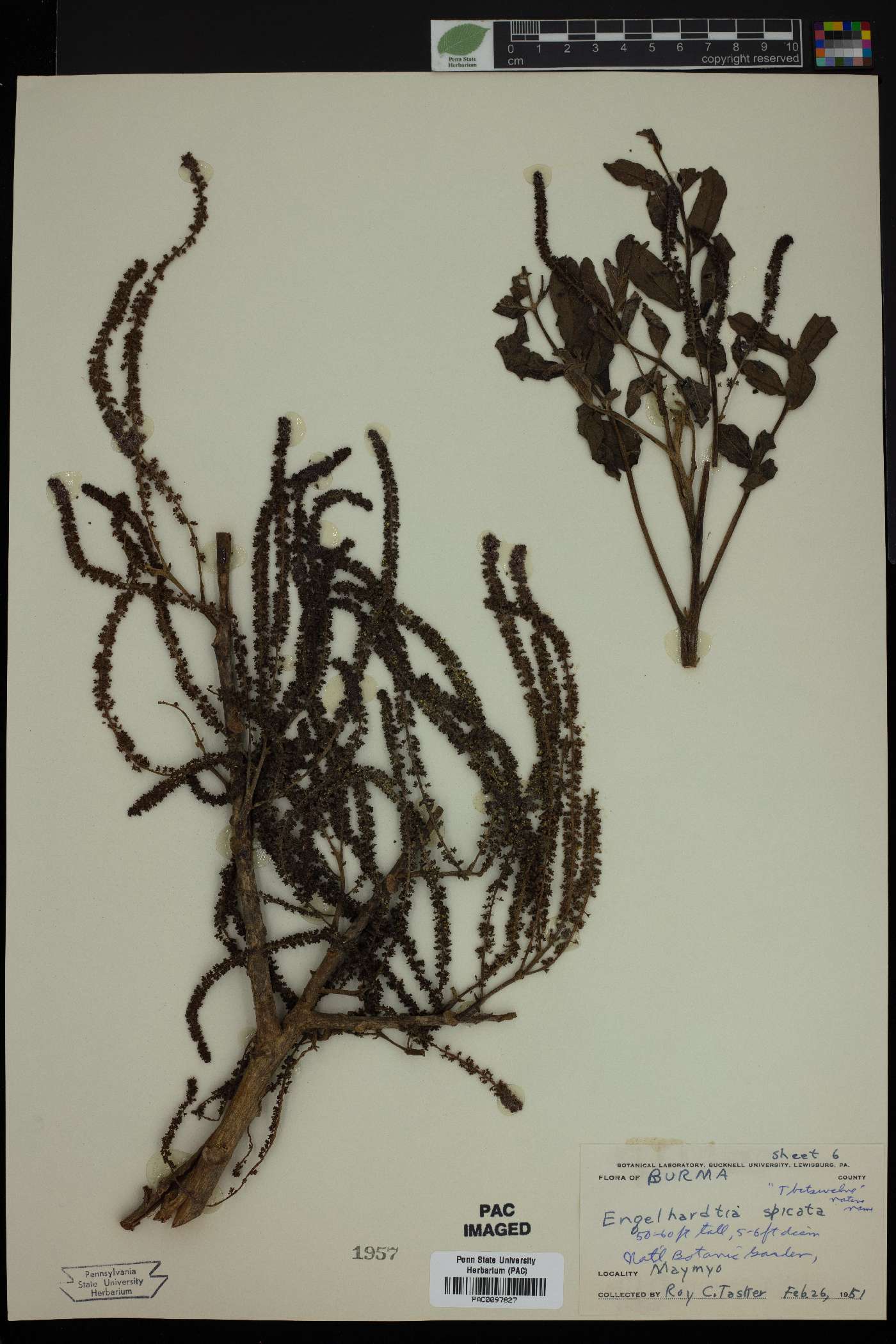 Engelhardtia spicata image