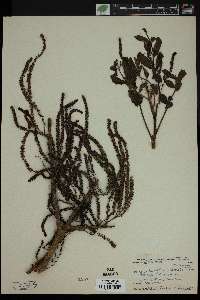 Engelhardtia spicata image