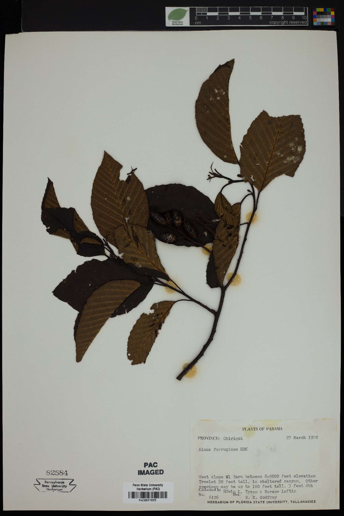 Alnus ferruginea image