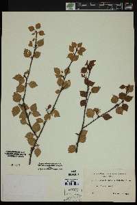 Betula pubescens image