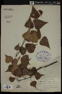 Betula populifolia image