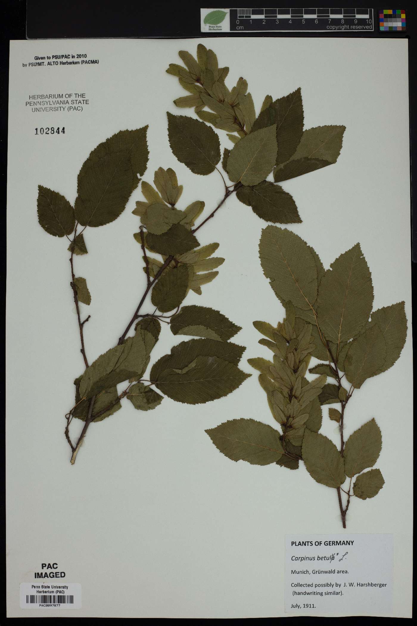 Carpinus betulus image