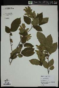 Carpinus betulus image