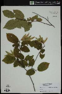 Carpinus betulus image