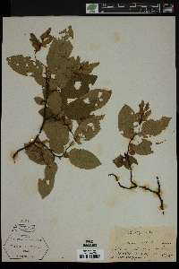 Carpinus betulus image