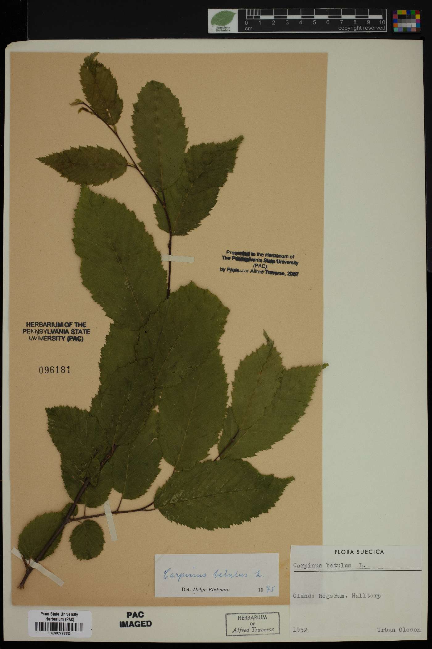 Carpinus betulus image