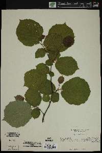 Corylus avellana image