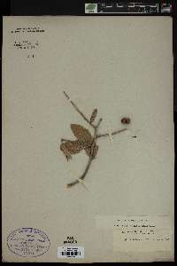 Quercus virens image