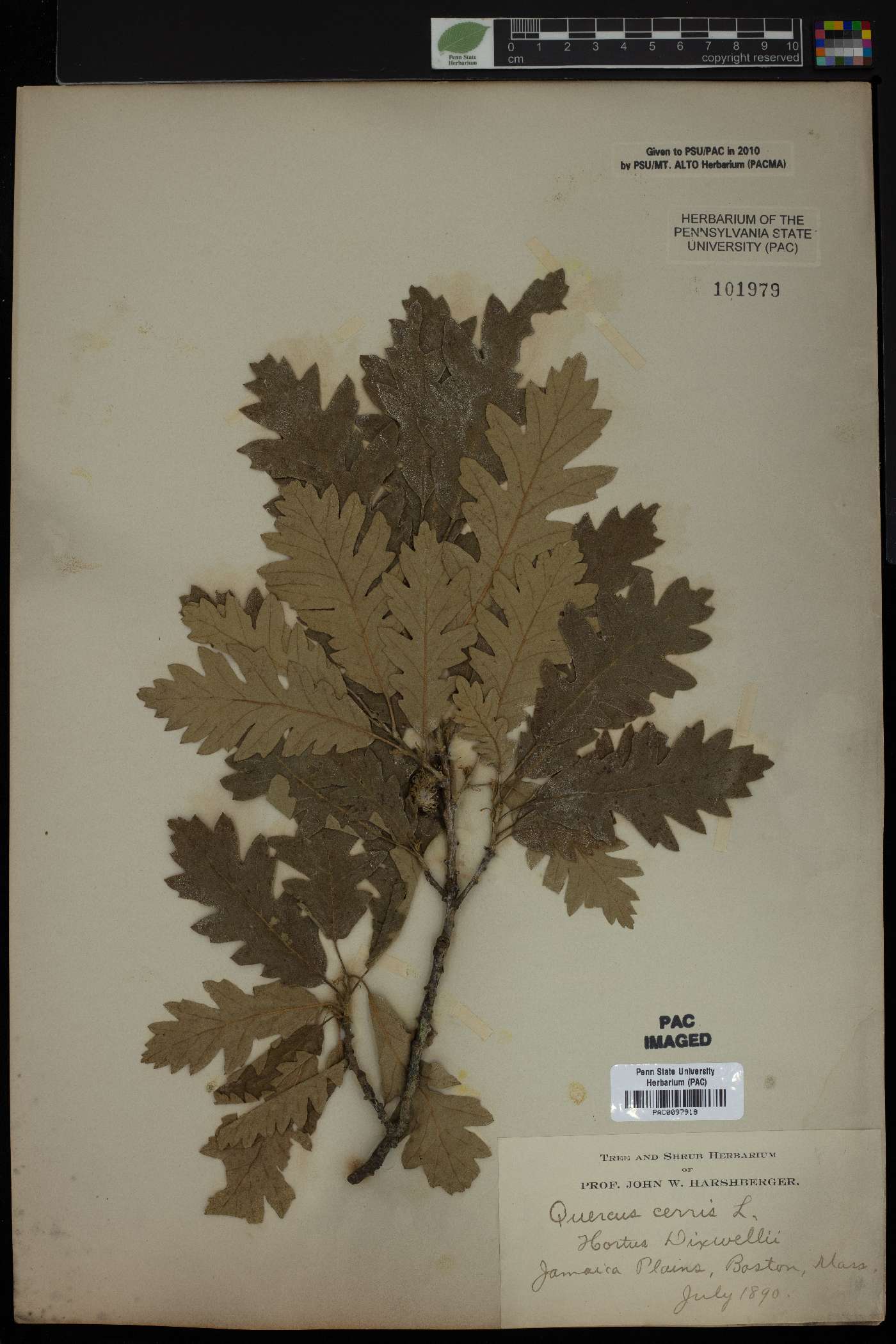 Quercus cerris image