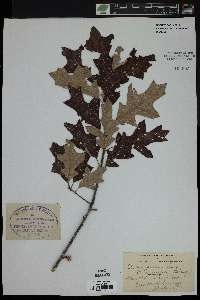 Quercus nana image