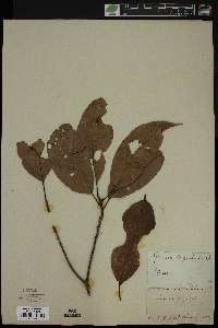Image of Quercus argentata