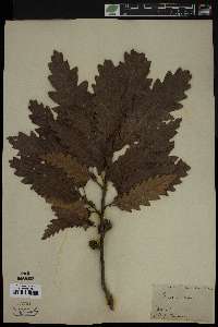 Quercus cerris image