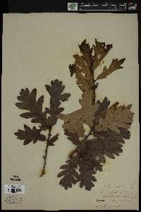 Quercus robur image