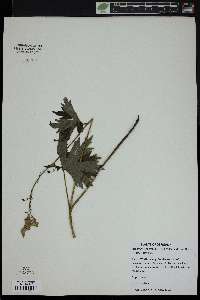 Aconitum lycoctonum image