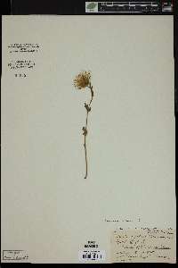 Anemone alpina image