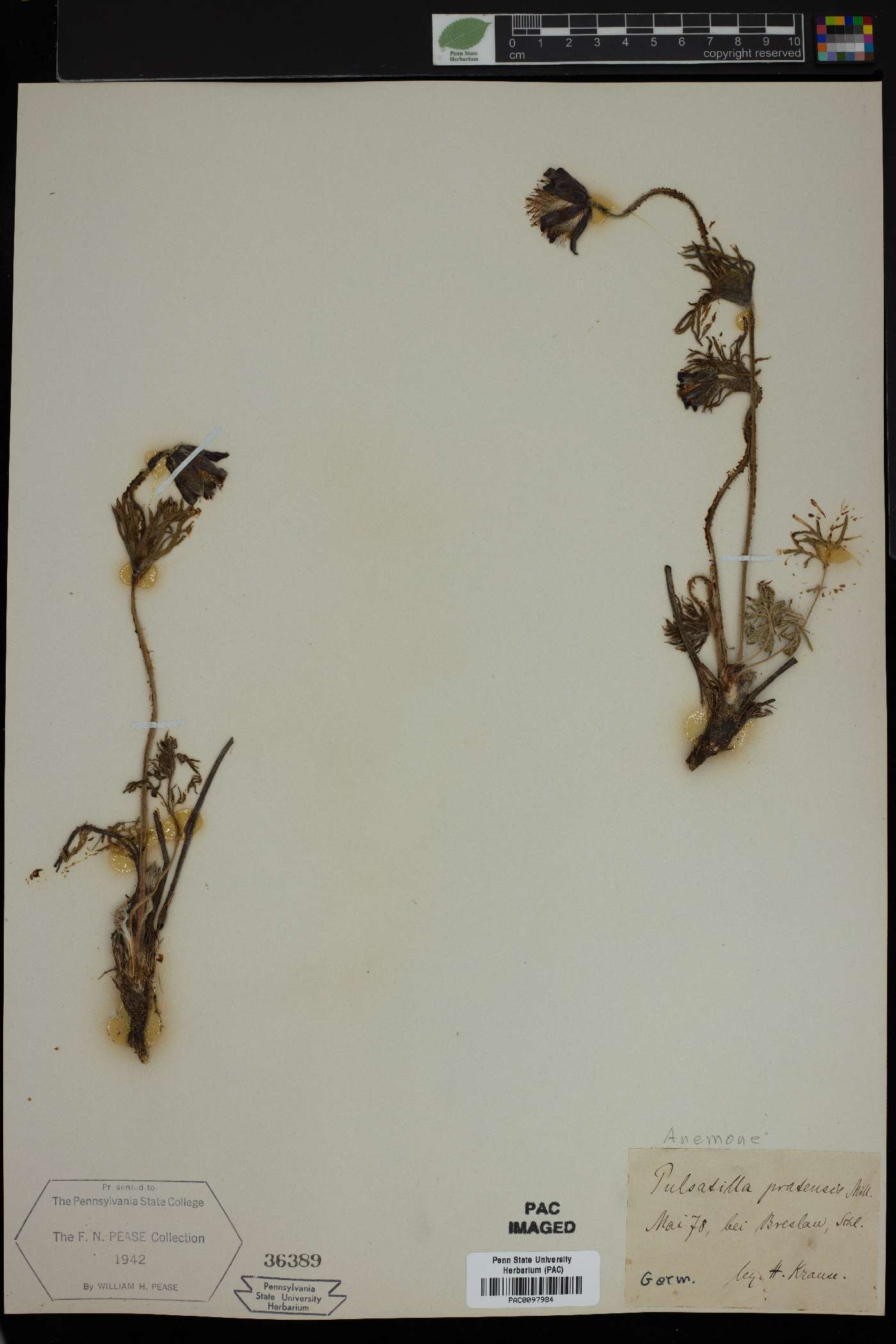 Anemone pratensis image