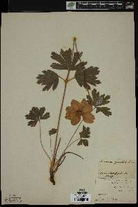 Anemone sylvestris image