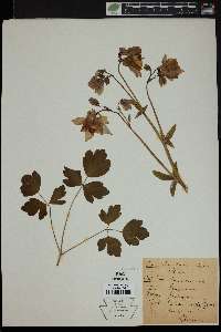 Aquilegia vulgaris image