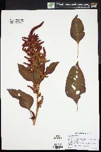 Amaranthus cruentus image