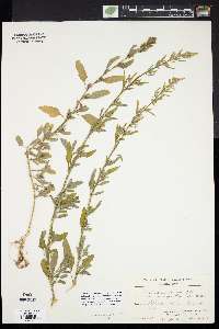 Chenopodium strictum image