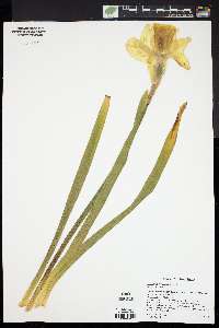 Narcissus pseudonarcissus image